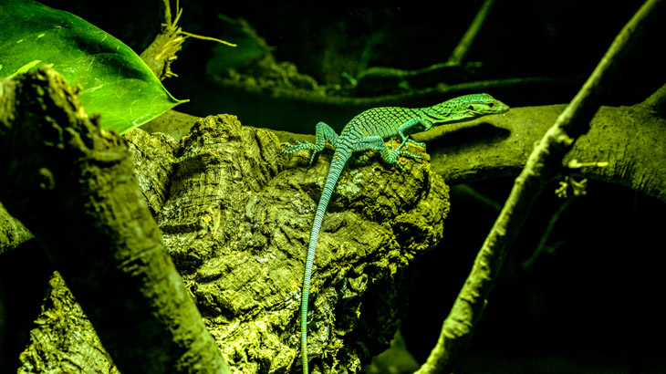 Expoterraria Farga Imatges